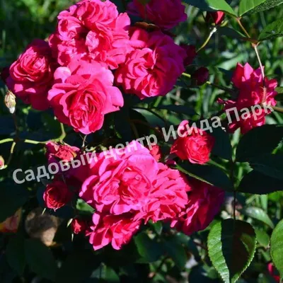Роза Baby Masquerade (Бейби Маскарад) – купить саженцы роз в питомнике в  Москве