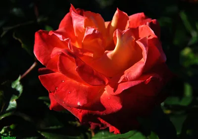 Роза флорибунда 'Cамба' купить по цене руб. в Москве в садовом центре Южный