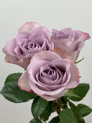 Розы чайно-гибридные Мемори Лейн
