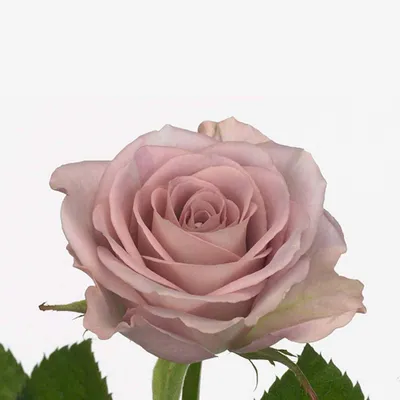 Троянда чайно-гібридна - Меморі Лейн | ЛітинСад | СЕЗОН - ОСІНЬ 2023