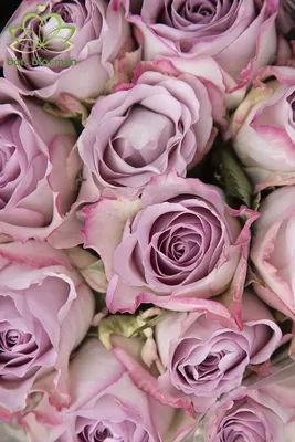 Роза Мемори Лэйн - заказать и купить цветы с доставкой | Donpion