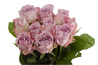 Heartfelt Memory Rose Plant | 1800Flowers.com - 101879