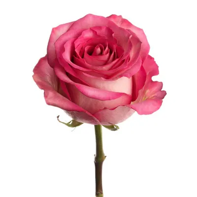 Троянда чайно-гібридна - Меморі Лейн | ЛітинСад | СЕЗОН - ОСІНЬ 2023