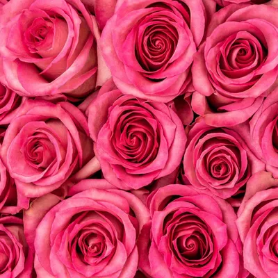 Sweet Memory - Rose - Esmeralda Farms Wholesale Flowers