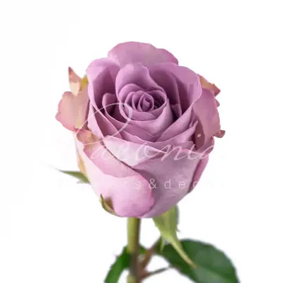 Видео обзор розы Мемори Лейн (Чайно гибридная) Memory Lane (Эквадор,Кения)  - YouTube
