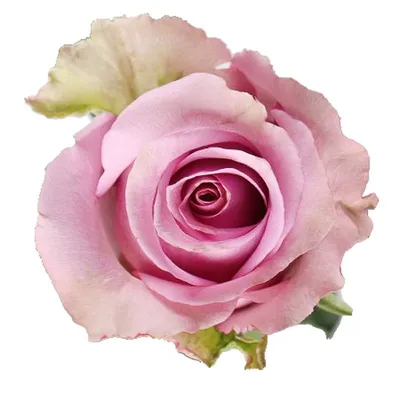 Букет 51 роза Мемори Лейн - заказать и купить цветы с доставкой | Donpion
