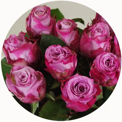 Rose Memory Lane | Cut Roses | Flower Suppliers Wholesale Flowers Direct