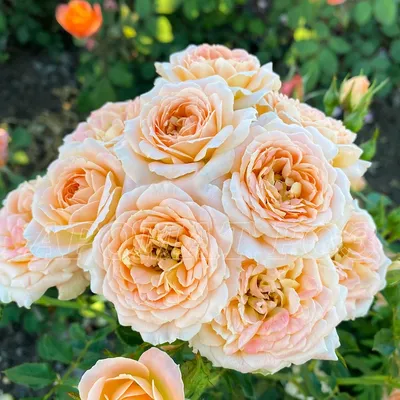 Розы сиреневые Memory Lane — купить в Риге на сайте FlowerShop.lv