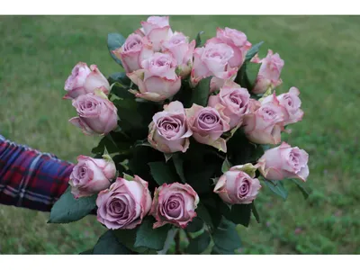 Букет 49 роз Мемори - купить с доставкой по Киеву - лучшие цены на 51 роза  в интернет магазине доставки цветов STUDIO Flores