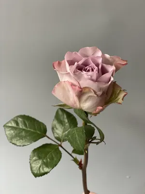 Фиолетовые розы киев. Букет с фиолетовых роз купить киев. Красивый букет  роз фиолетового цвета. Роза Кения