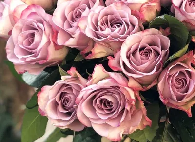 Букет 71 розы Мемори Лейн в вазе 🌺 купить в Киеве с доставкой - цена от  Камелия