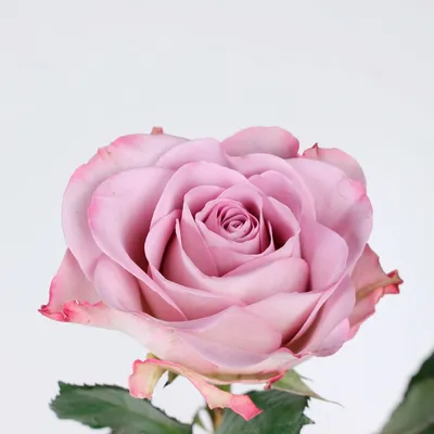 Букет цветов «Мемори Лейн» купить с доставкой в интернет-магазине Фреш Букет