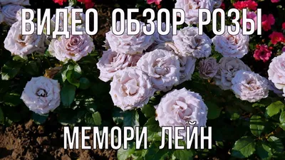 Букет из 21 розы Memory Lane цена 2 670 грн купить букет с доставкой по  Львову - Kvitna - Роза, Эвкалипт Сиреневый