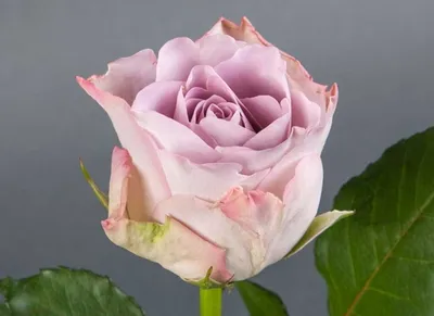 Mono №37 с 9 лавандовыми розами Мемори Лейн с зеленью - Цветочная студия  Anfleur