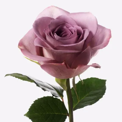 Роза Мемори лэйн – купить розы в Москве от Barkarole