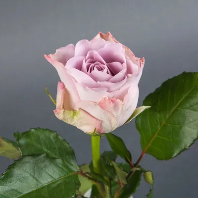 25 роз Мемори лейн в букете «Лавандовое воспоминание» цена 3 170 грн купить  букет с доставкой по Львову - Kvitna - Роза Сиреневый