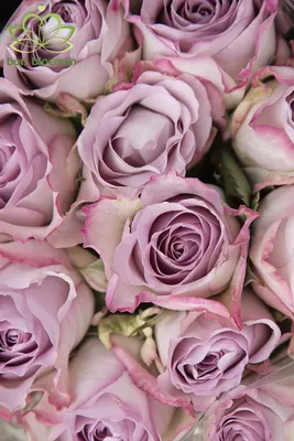 Знаете, чем хороши розы Мемори лейн? Потрясающим оттенком, красивущим  раскрытием и отличной стойкостью 👌🏻💜 Букет на фото 4100 руб (29 … |  Букет, Розы, Флористика