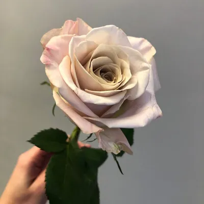 51 роза Мента лилово-пепельная | доставка по Москве и области