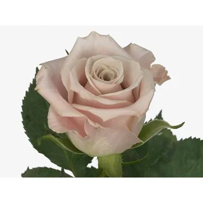 Floever Bureau - Неподражаемая фарфоровая роза Мента,... | Facebook