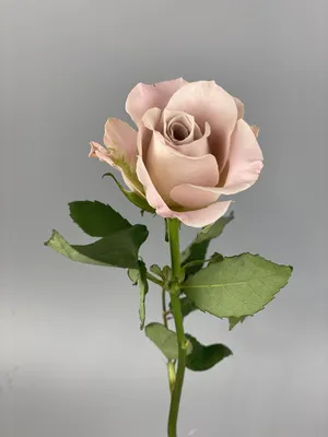 Роза \"Мента\" • Магазин цветов FlowerBox