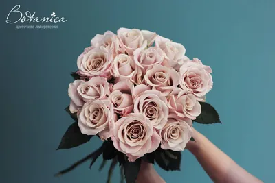 Мента (Menta) - Розы премиум-класса (32) - Каталог
