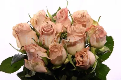 Роза Мента - купить с доставкой по Киеву - лучшие цены на Цветы поштучно в  интернет магазине доставки цветов STUDIO Flores