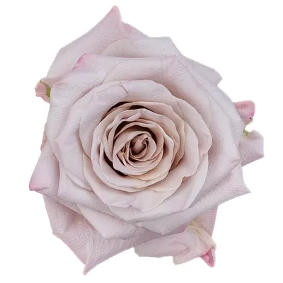 Букет роз «Мента» – розы с доставкой по Москве и Московской области