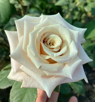 Роза садовая серебристо-лавандовая Мента (00282) купить поштучно с  доставкой в Архангельске