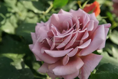 Роза Мента | Букет из роз, Розы, Флористика