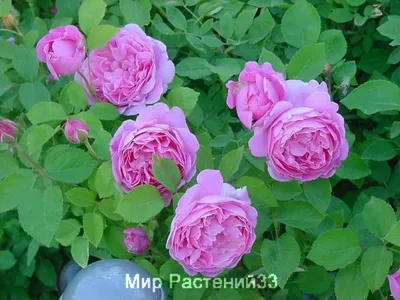 Роза мэри роуз фото фотографии