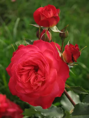 Купить роза мидсаммер (midsummer) по цене 384 руб. в интернет магазине  \"Первые Семена\"