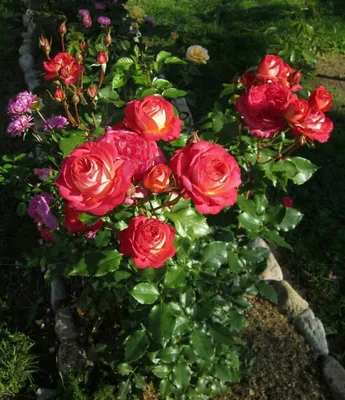 File:Rosa 'Midsummer' 03.JPG - Wikimedia Commons