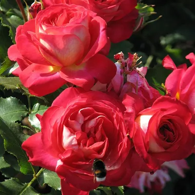 Мидсаммер Midsummer роза флорибунда | Розы, Дизайн сада, Сад