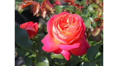 Midsummer - фото и отзывы о сортах роз | prorozy.com