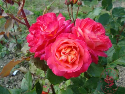 File:Rosa 'Midsummer' 02.JPG - Wikimedia Commons
