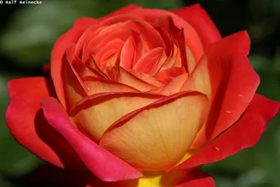 Роза чайно-гибридная Мидсаммер (Midsummer) С7 клубнично-золотистая