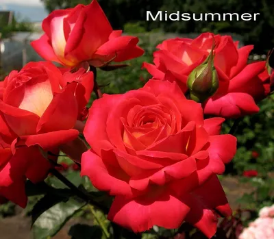 Rose Midsummer. Close Up. beautiful flowers blooming in the garden Stock  Photo - Alamy