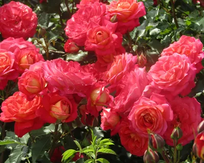 Мидсаммер роза - основные характеристики, отзывы, советы по выращиванию |  РозоЦвет
