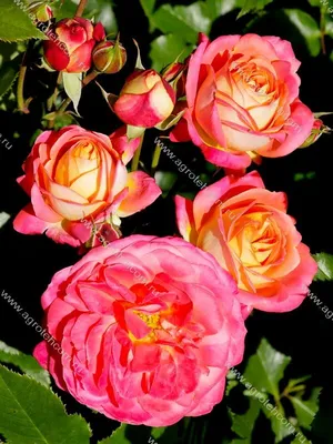 Саженцы розы \"Мидсаммер\" (ID#746981002), цена: 130 ₴, купить на Prom.ua