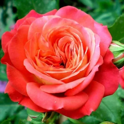 Роза чайно-гибрид. Мидсаммер