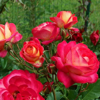 Роза Мидсаммер купить недорого с доставкой в питомнике Заказ в сад