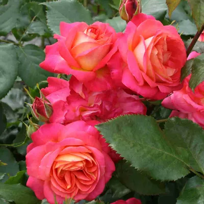 Честно о моих розах: Midsummer/Мидсаммер | Записки розовода-любителя | Дзен