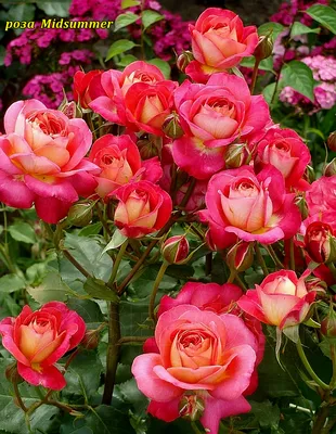 Роза Midsummer (Мидсаммэр) штамб 90-100: продажа, цена в Черкасской  области. Рассада и саженцы цветов от \"Цветущий сад\" - 1119904251
