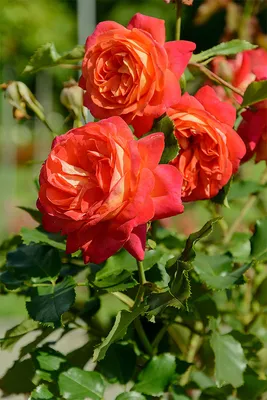 Роза Мидсаммер, флорибунда. in 2023 | Flowers, Plants, Rose