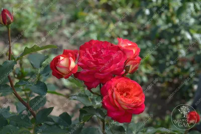 Rose 'Midsummer'