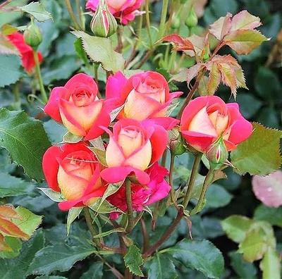 Розы флорибунда и спрей Мидсаммер ( Midsummer )