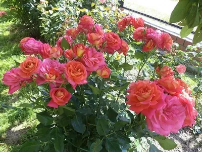 Роза Мидсаммэр флорибунда Rosa floribunda Midsummer С3 Купить в СПб