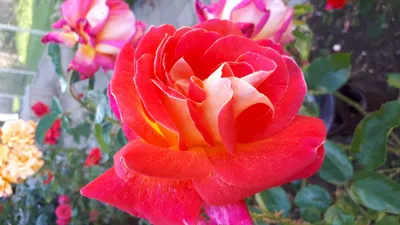 Роза Мидсаммер ( Midsummer, Tantau, 2007) Супер здоровая роза.🌹🌹🌹 -  YouTube