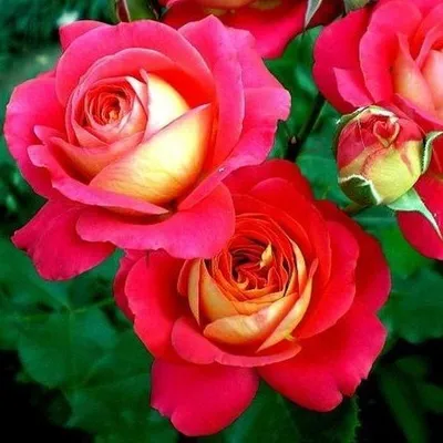 Мидсаммер (Midsummer) - Розы Флорибунда - Розы - Каталог