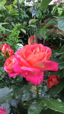 Купить Роза флорибунда Мидсаммер Rose floribunda Midsummer - в питомнике  Флорини